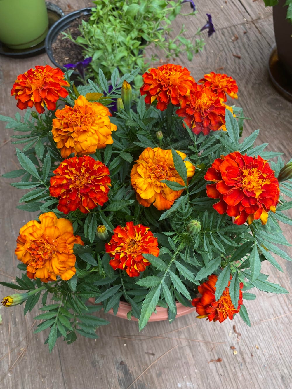 I can't keep marigolds alive. Am I doing something wrong? : r/gardening