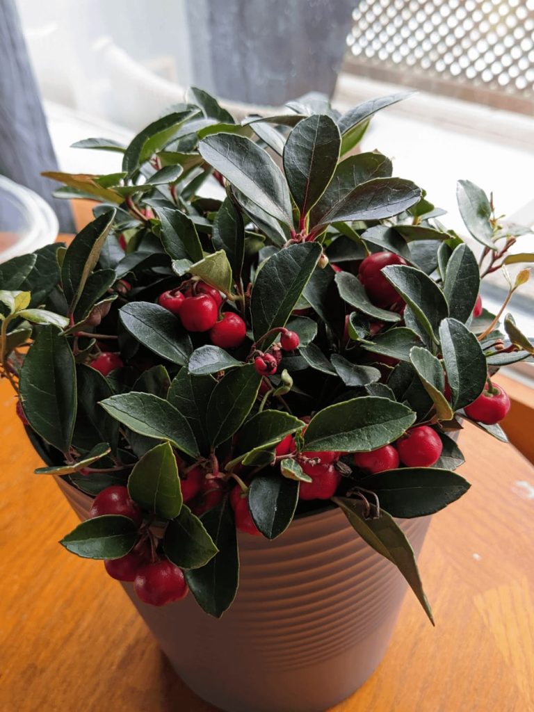 I got a wintergreen (gaultheria procumbens) on clearance after the holidays; question in comments. : r/gardening