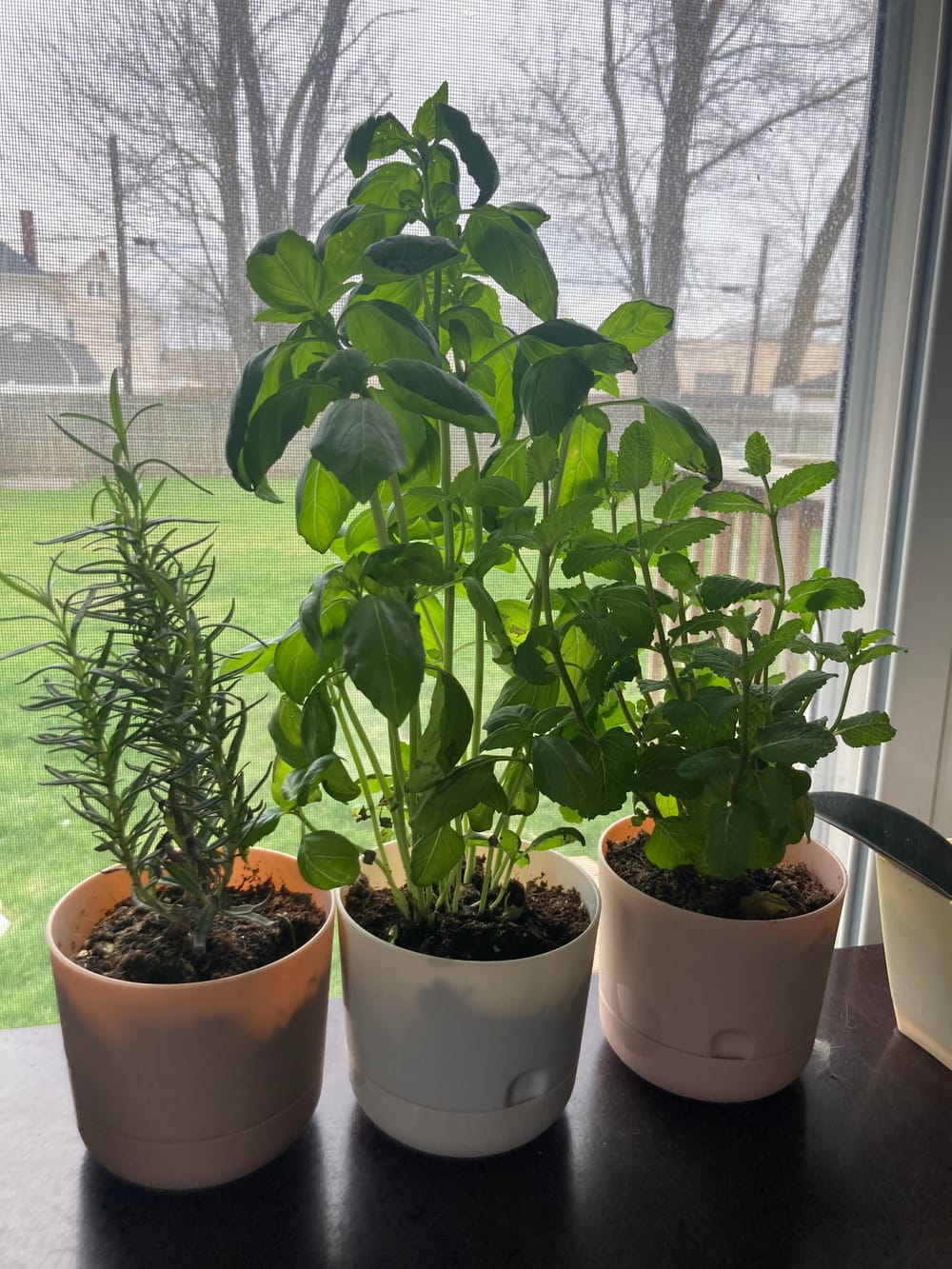 I never realized how dramatic basil is, watered it before bed and woke up  to this : r/IndoorGarden