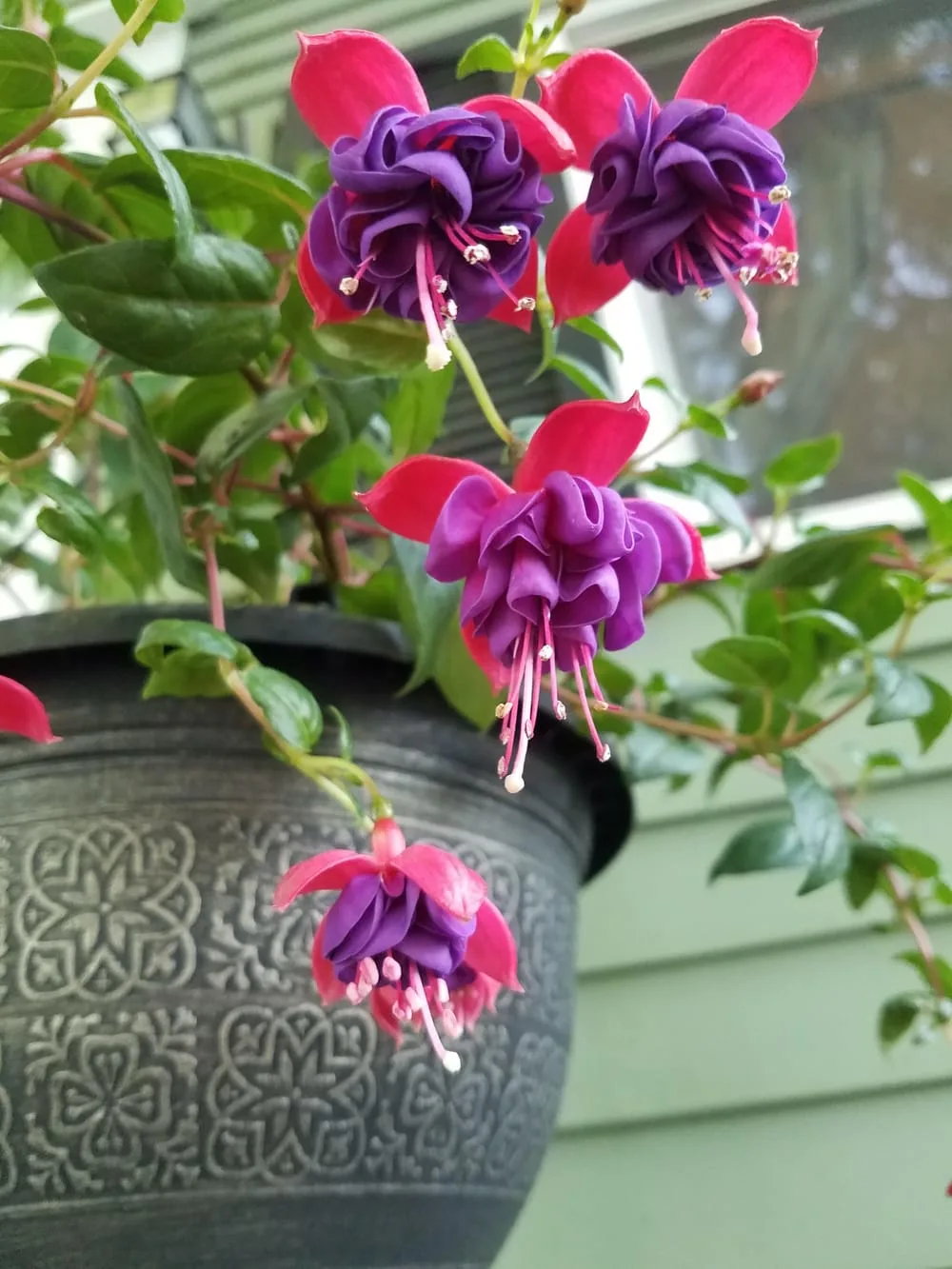 I've been waiting patiently all week for her to bloom....today's the day! :  r/gardening