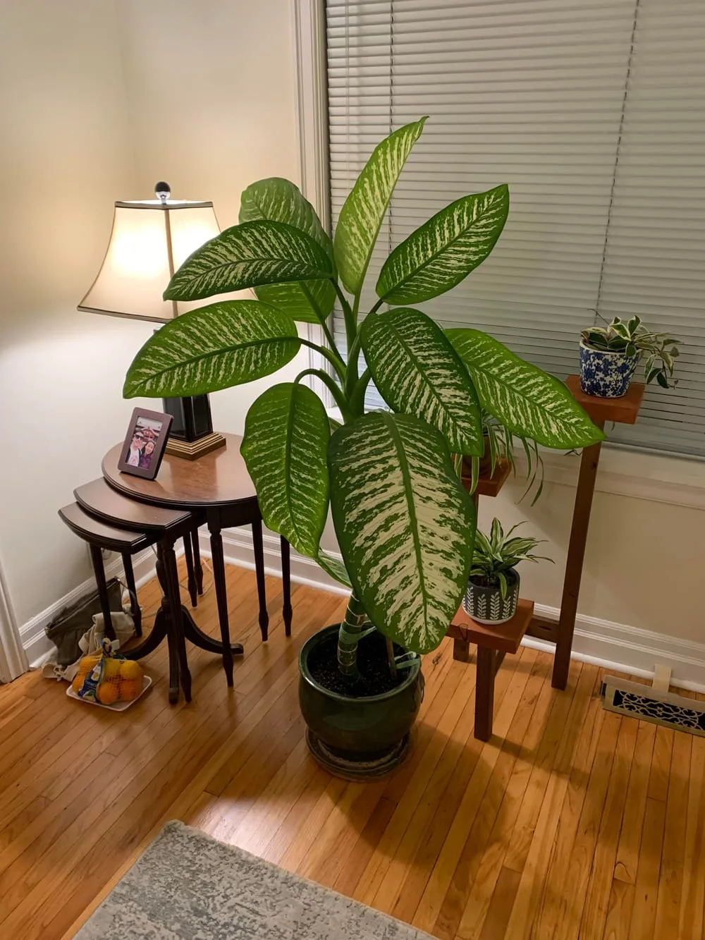 I was gifted this huge dieffenbachia. I've never seen one so big. Any tips?  : r/houseplants