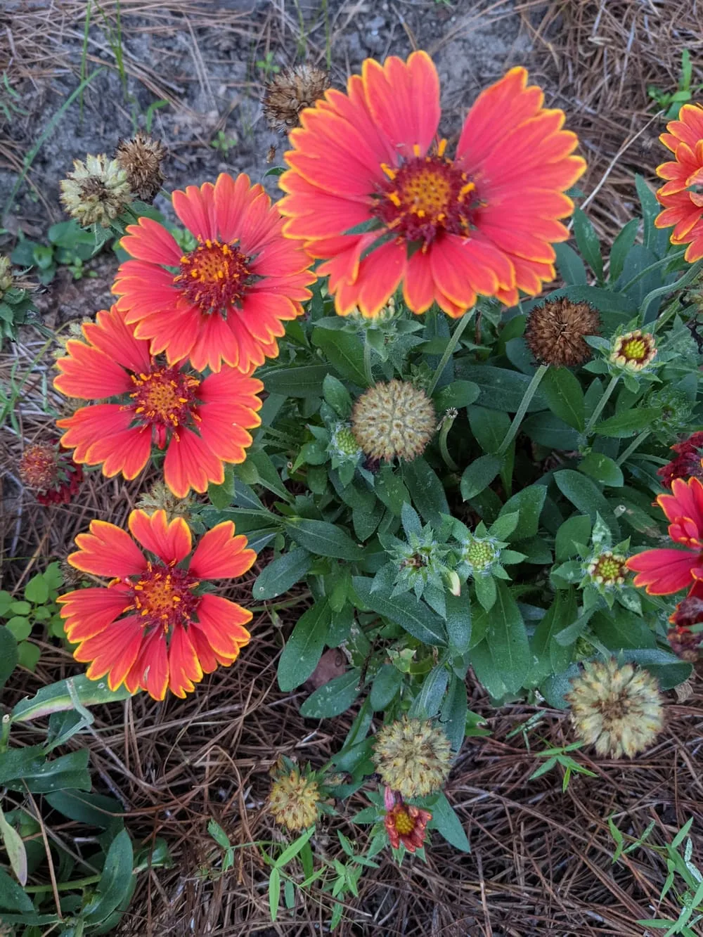 Indian blanket flower on it's 3rd flush of blooms in late fall (Gaillardia  pulchella). It is native to my area in the Southeast zone 8a. Those little  round fluffs will be great