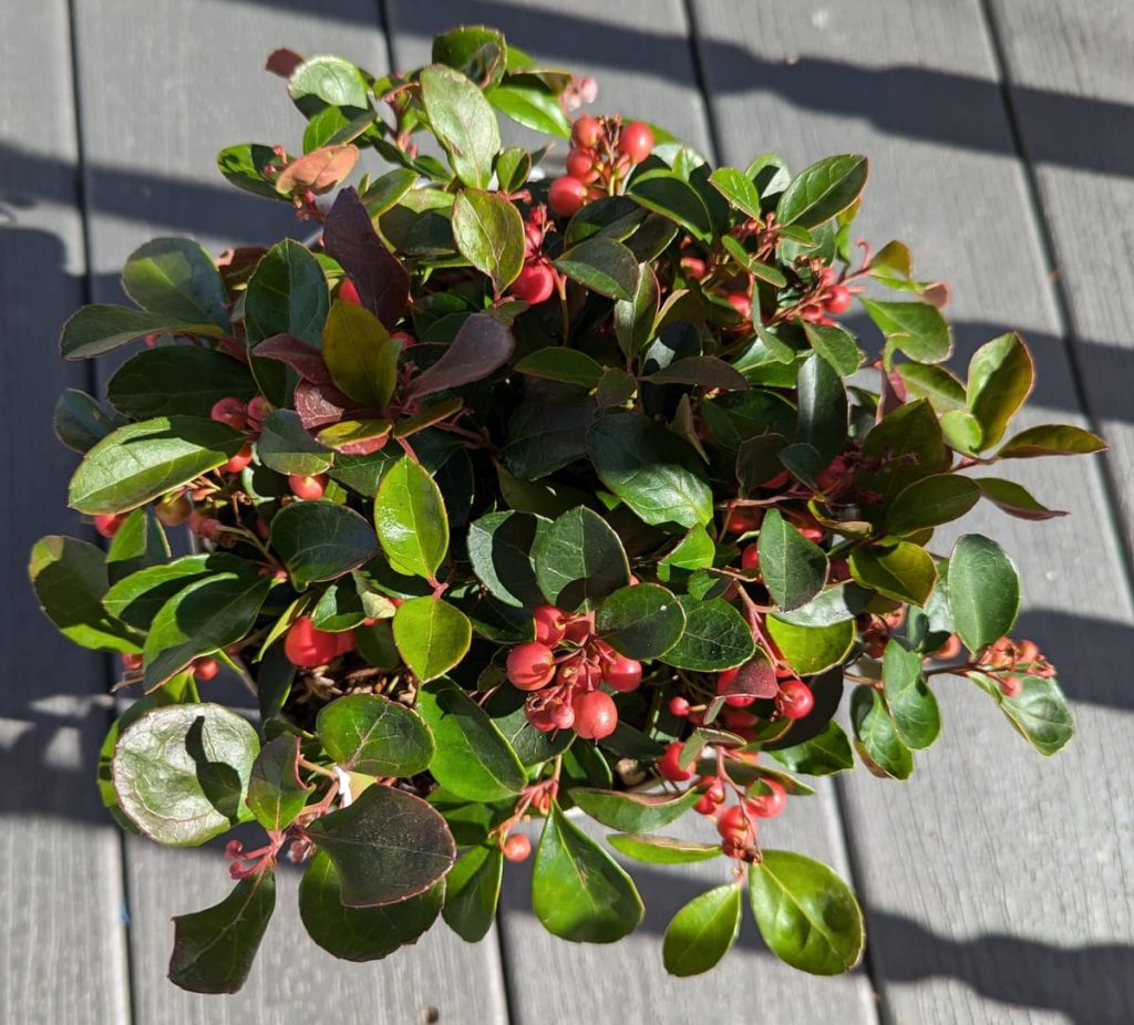 Is It Safe To Divide This Wintergreen Right Now? (Gaultheria Procumbens) : r/containergardening