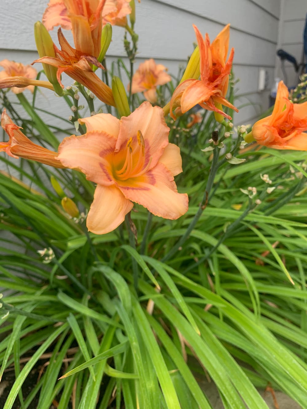 Is this a lily? Daylily? : r/gardening