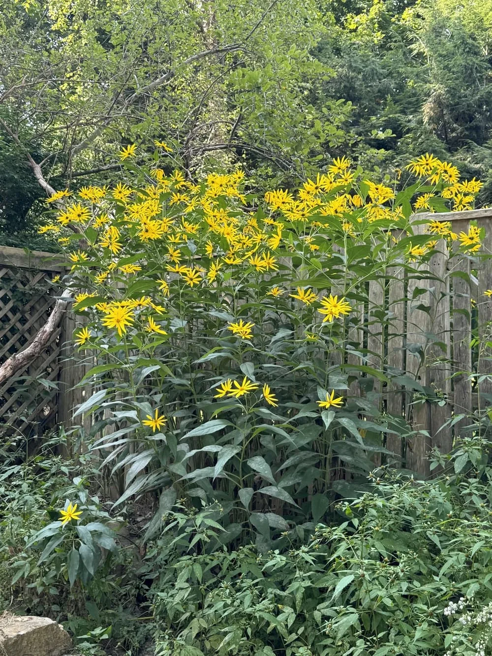 Jerusalem Artichokes : r/NativePlantGardening