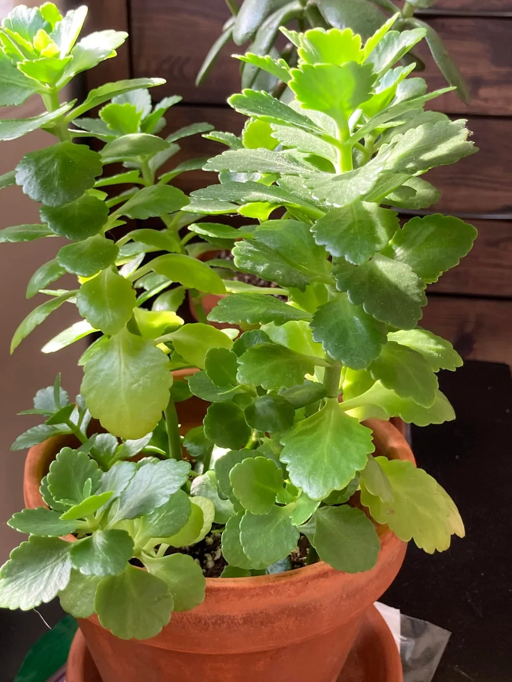 Kalanchoe of 3-4 years seems happy but won't bloom? : r/plantclinic