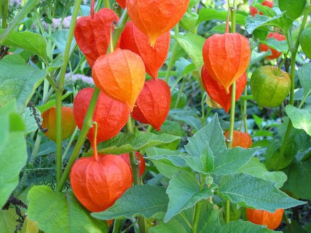 Lantern Plant