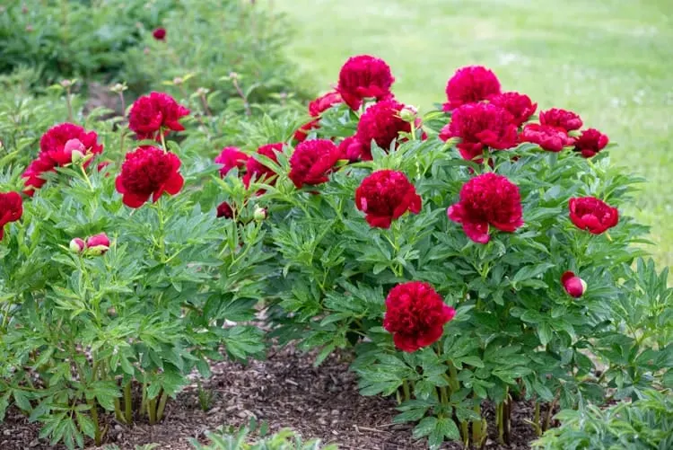 Learn How to Grow the Spectacular Itoh Peony