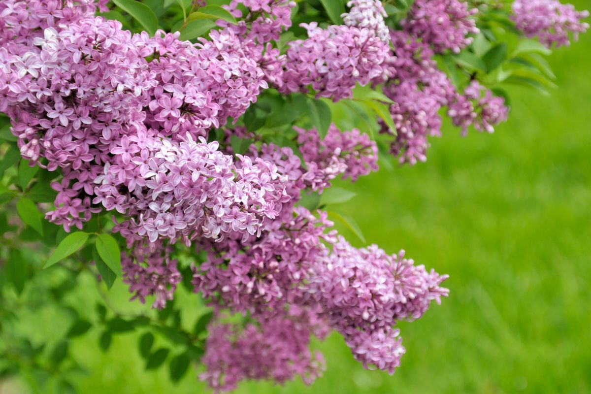 lilac bushes 1