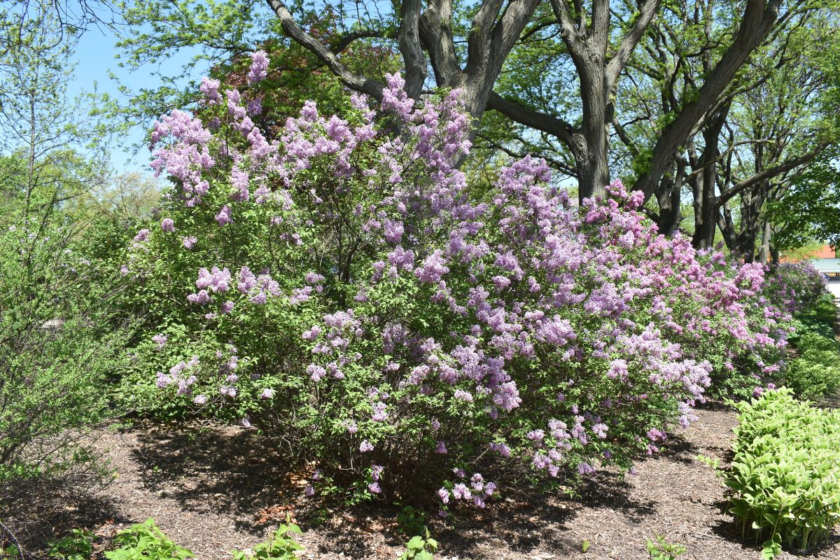 lilac bushes 2