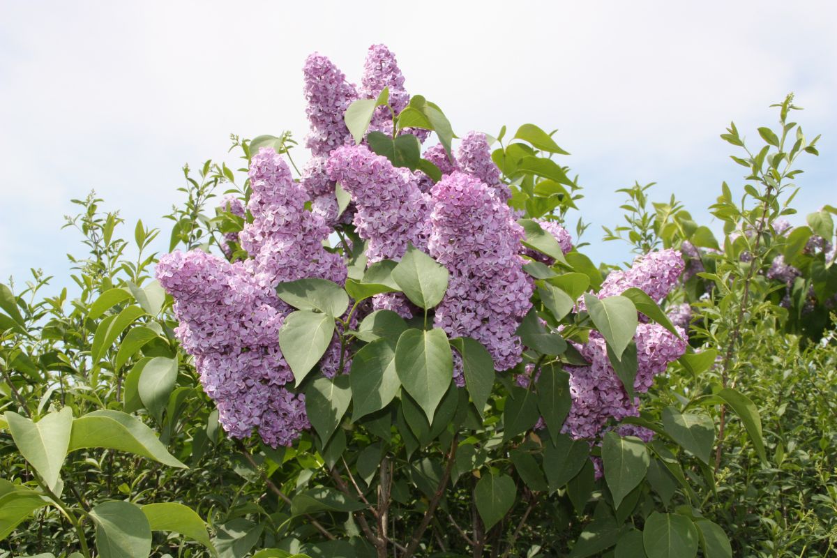 lilac bushes 3