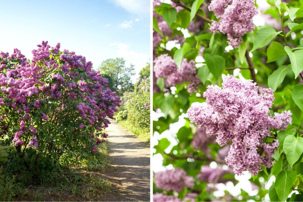 lilac bushes 6