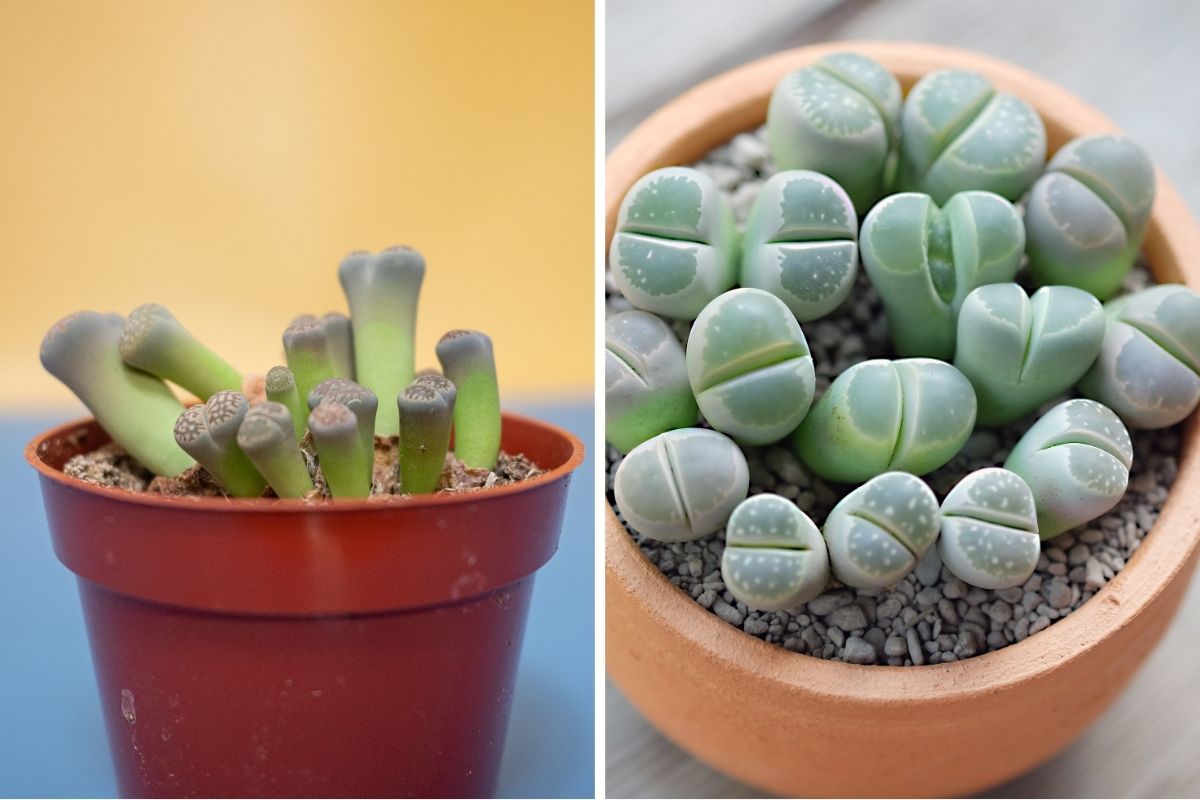 living stone (lithops)