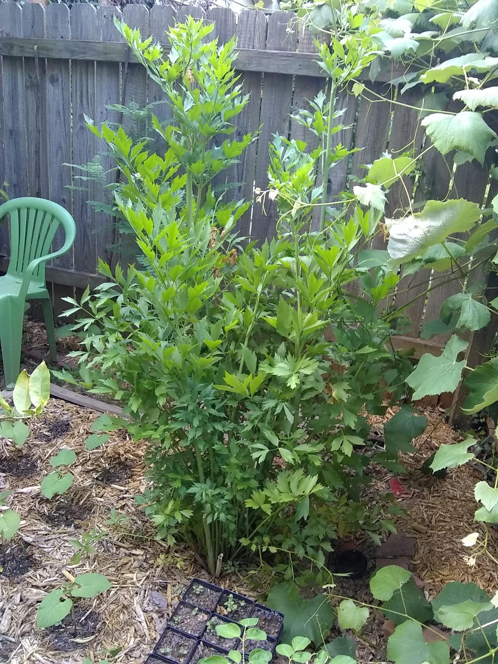 Lovage - the perennial celery that tastes 