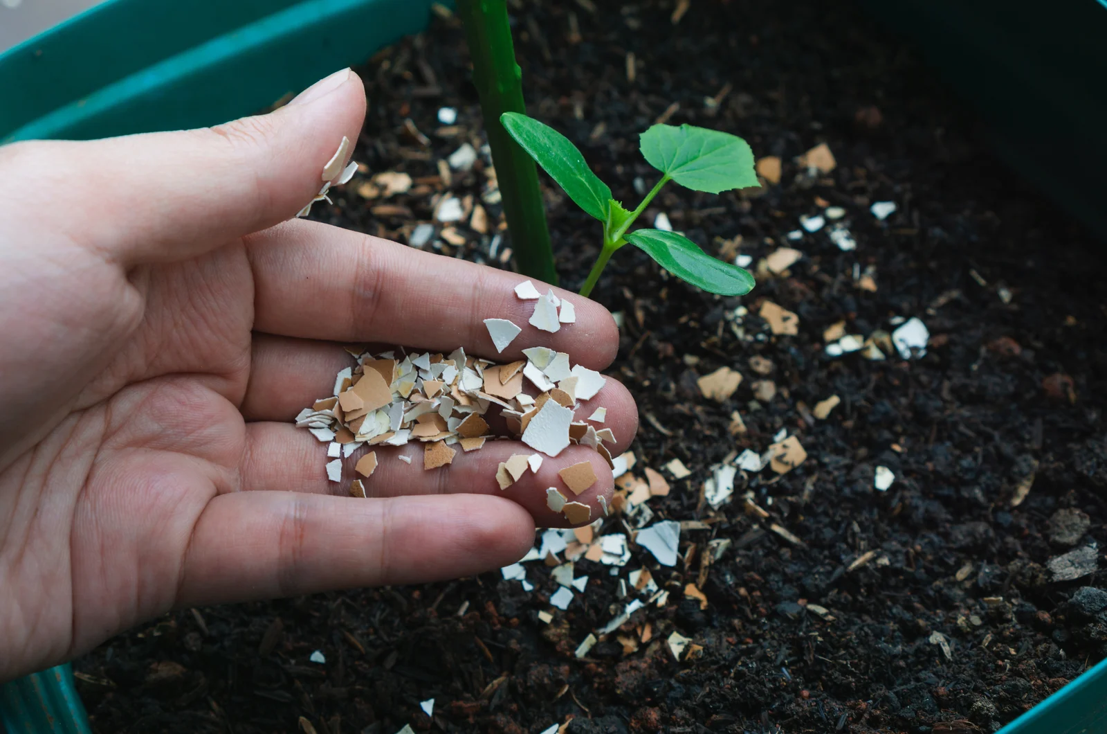 male-hand-places-eggshells-on-the-ground