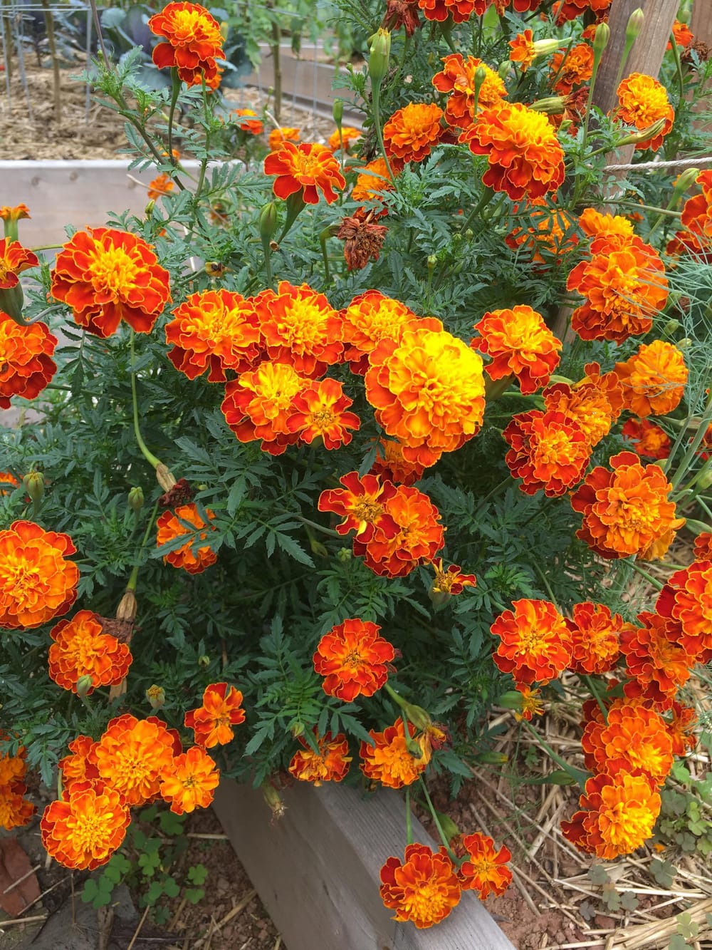 Marigolds are so underrated! : r/gardening