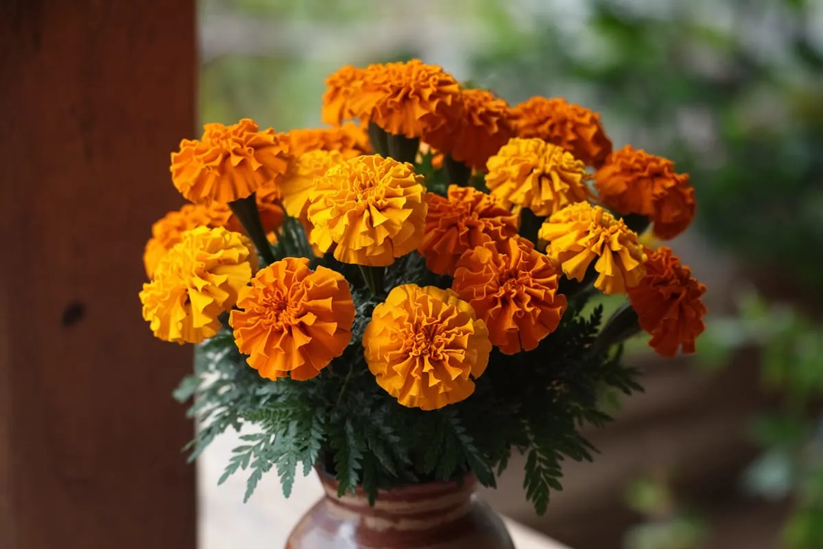 Marigolds