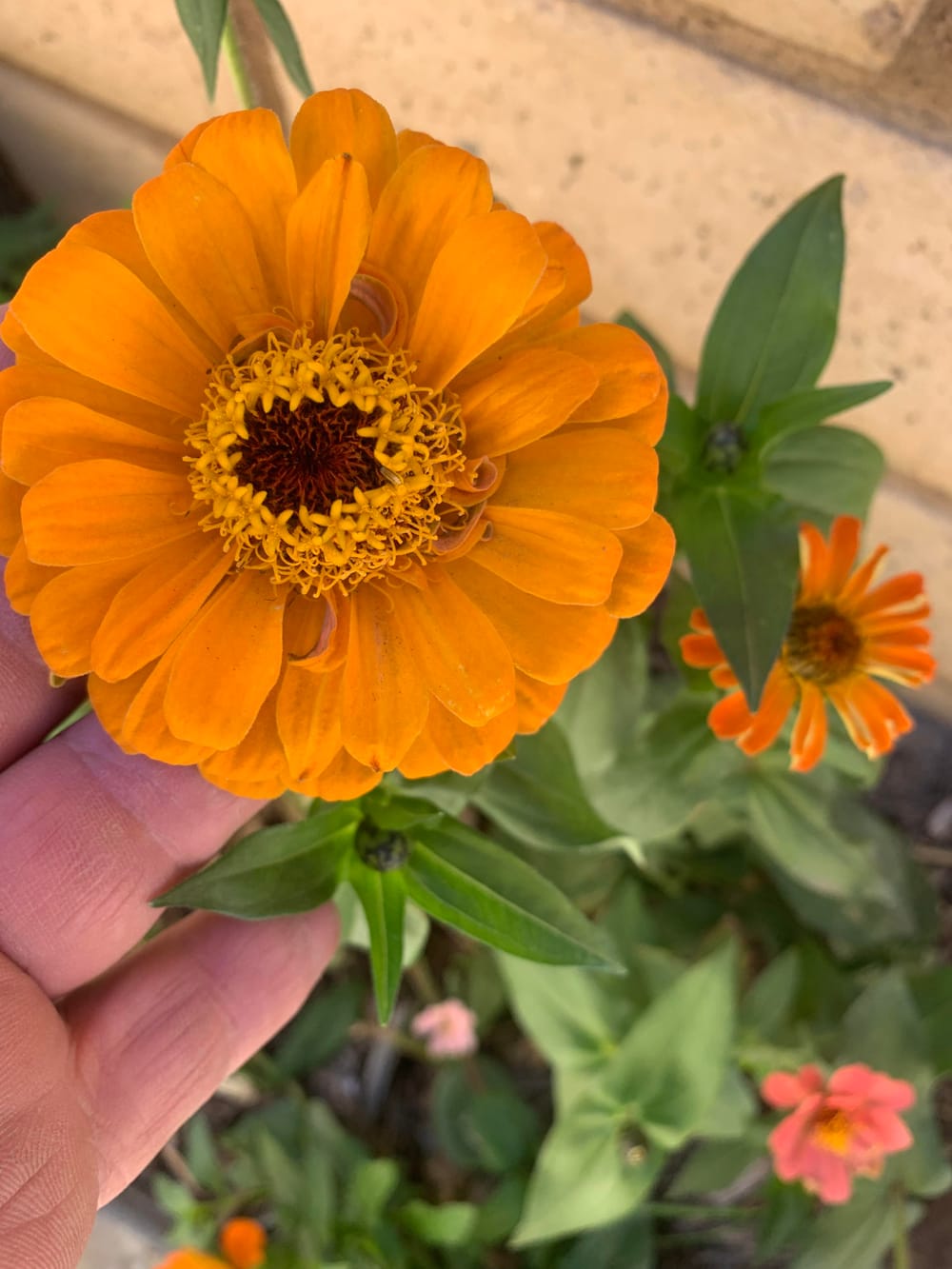 Mexican sunflowers 👍🏼 : r/sunflowers