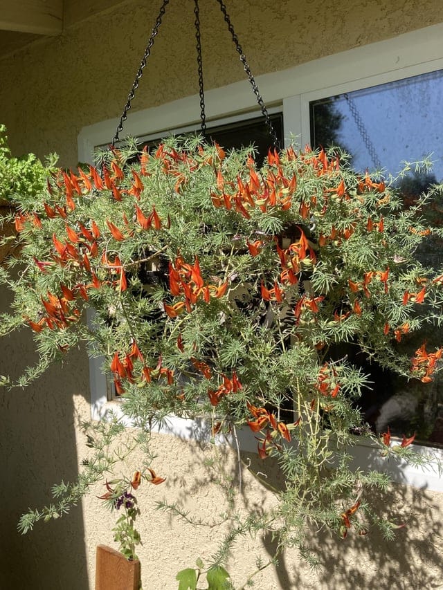 My 'Amazon Sunset' lotus vine. This baby survived me going on three trips  last year and other people's absentminded care. I'm so proud of it for  hanging in there! Zone 9b :