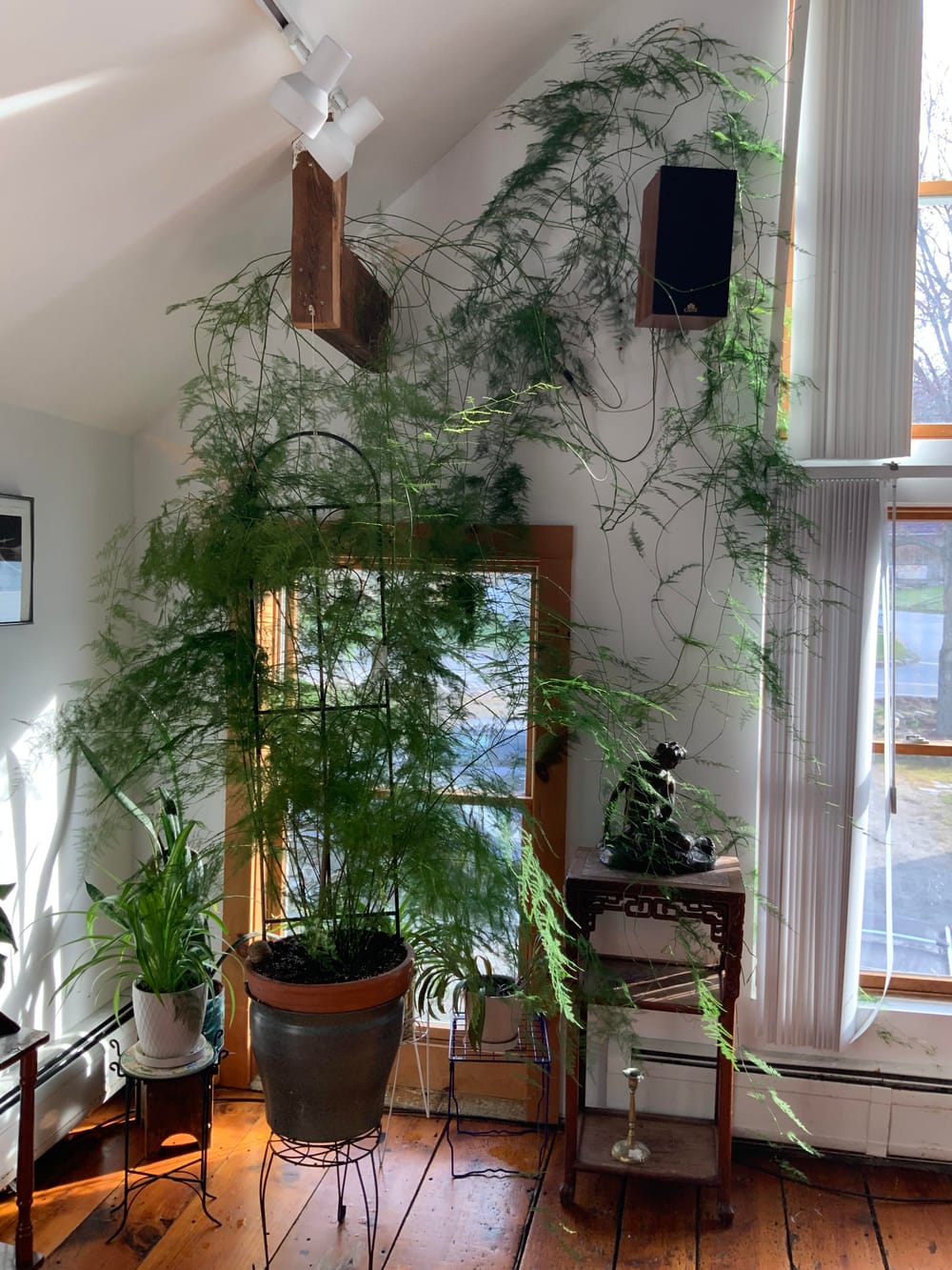 My friend's formerly glorious asparagus fern was left sitting in water and  got root rot. Any suggestions for care? : r/plantclinic