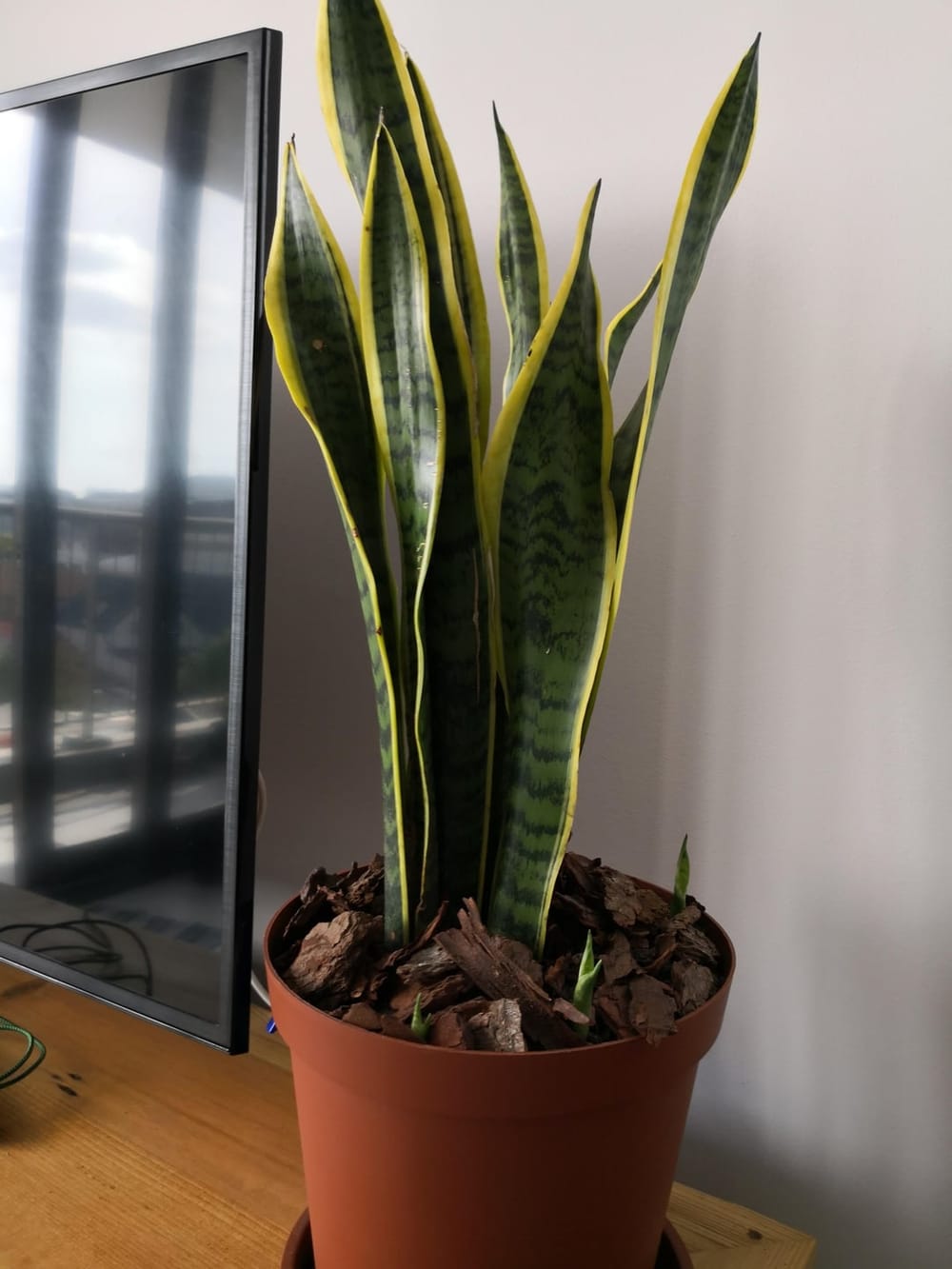 My happy snake plant is growing babies :) : r/IndoorGarden