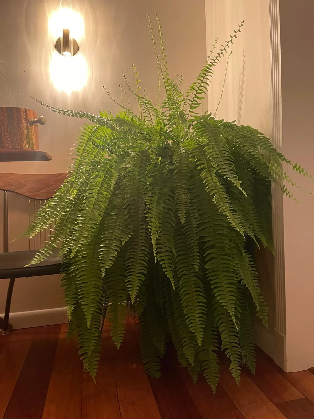 My mom's absolutely beautiful boston fern (which she has somehow managed to  keep happy indoors!) : r/houseplants