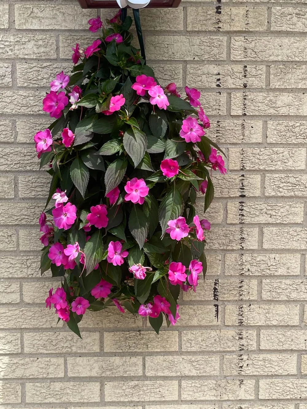 My New Guinea impatiens are perishing right before my eyes : r/gardening