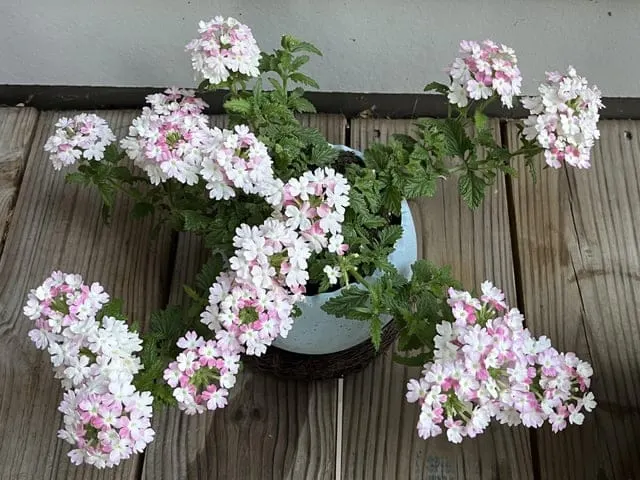 My new trailing verbena plant is such an overachiever : r/flowers