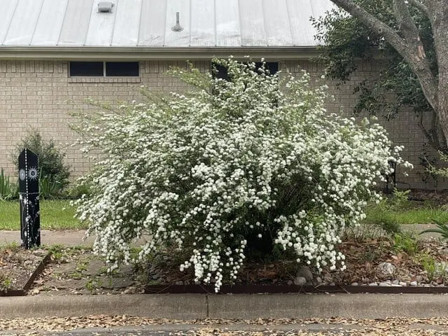 My Spirea. : r/AustinGardening