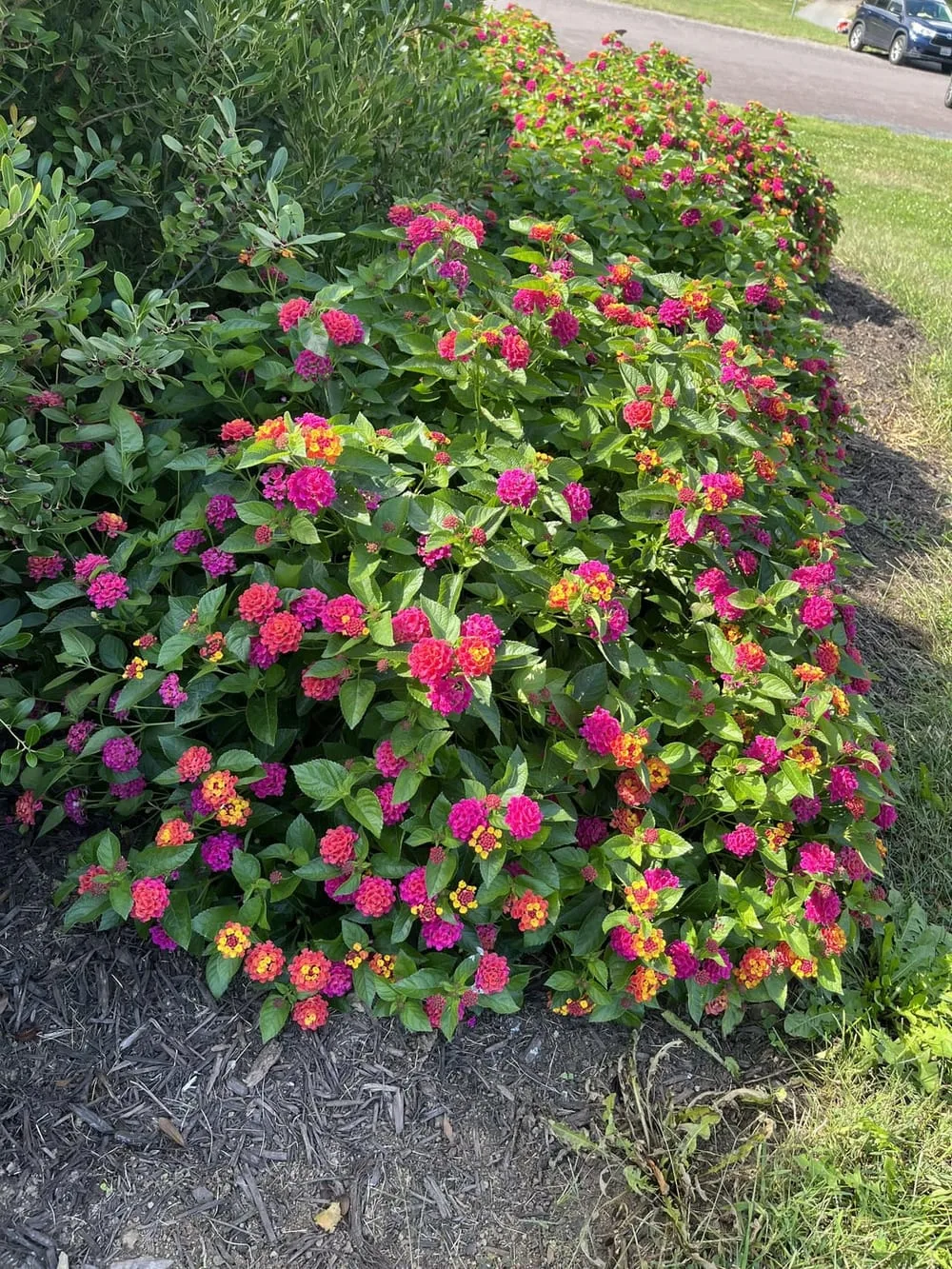 Need help IDing this lovely flower I spotted today.. : r/landscaping