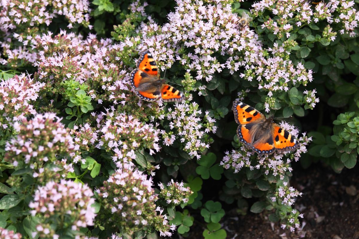 The 10 Best Plants for Attracting Bees and Butterflies to Your Garden ...