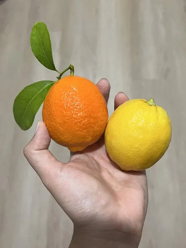 Our lemon tree produced very deep orange fruit this year, and they are all  generally smaller and rounded than the fruit from our other lemon tree. The  orange lemons are not smooth