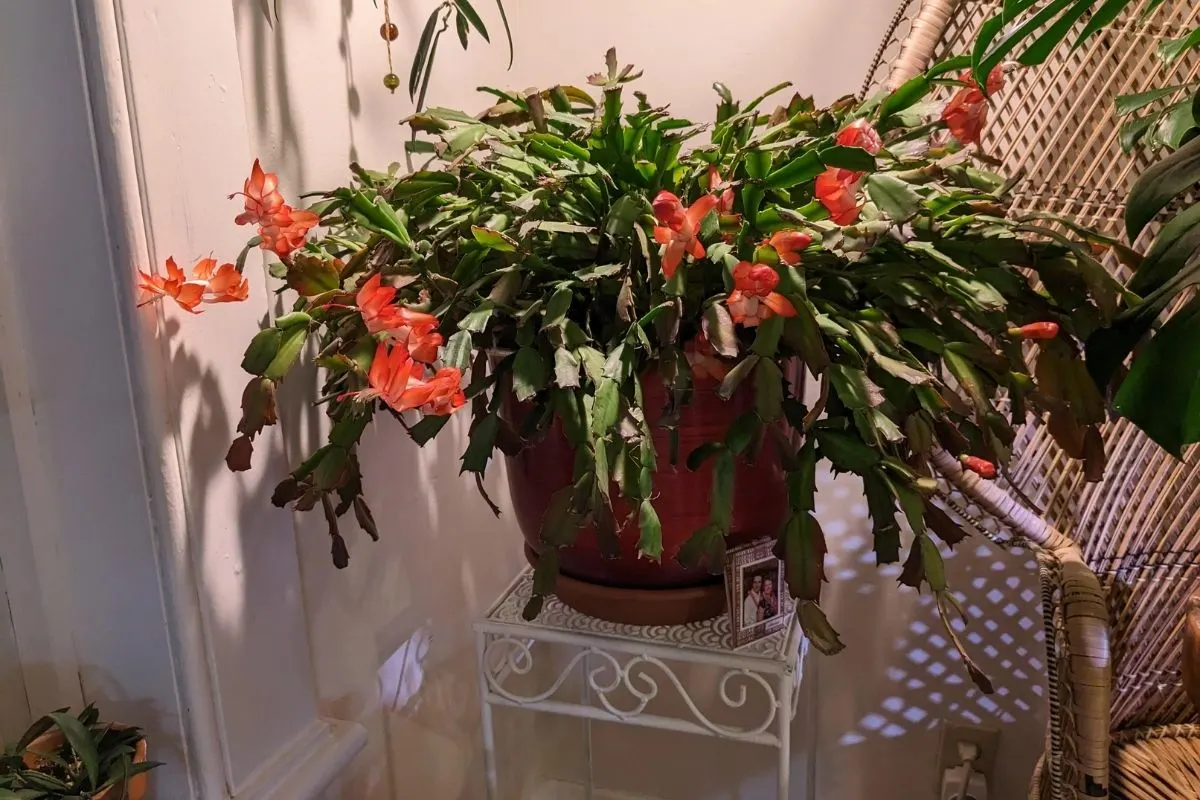 panicpossum_ Christmas cactus