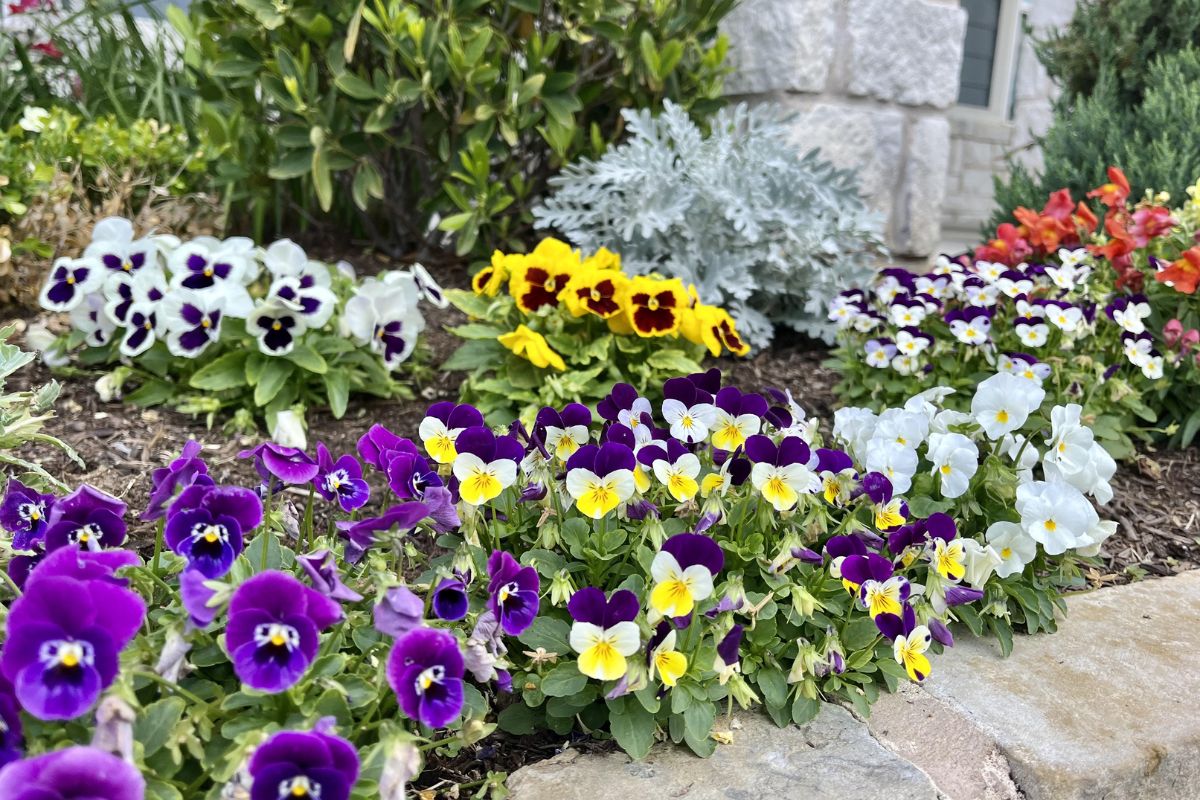 pansies Violas