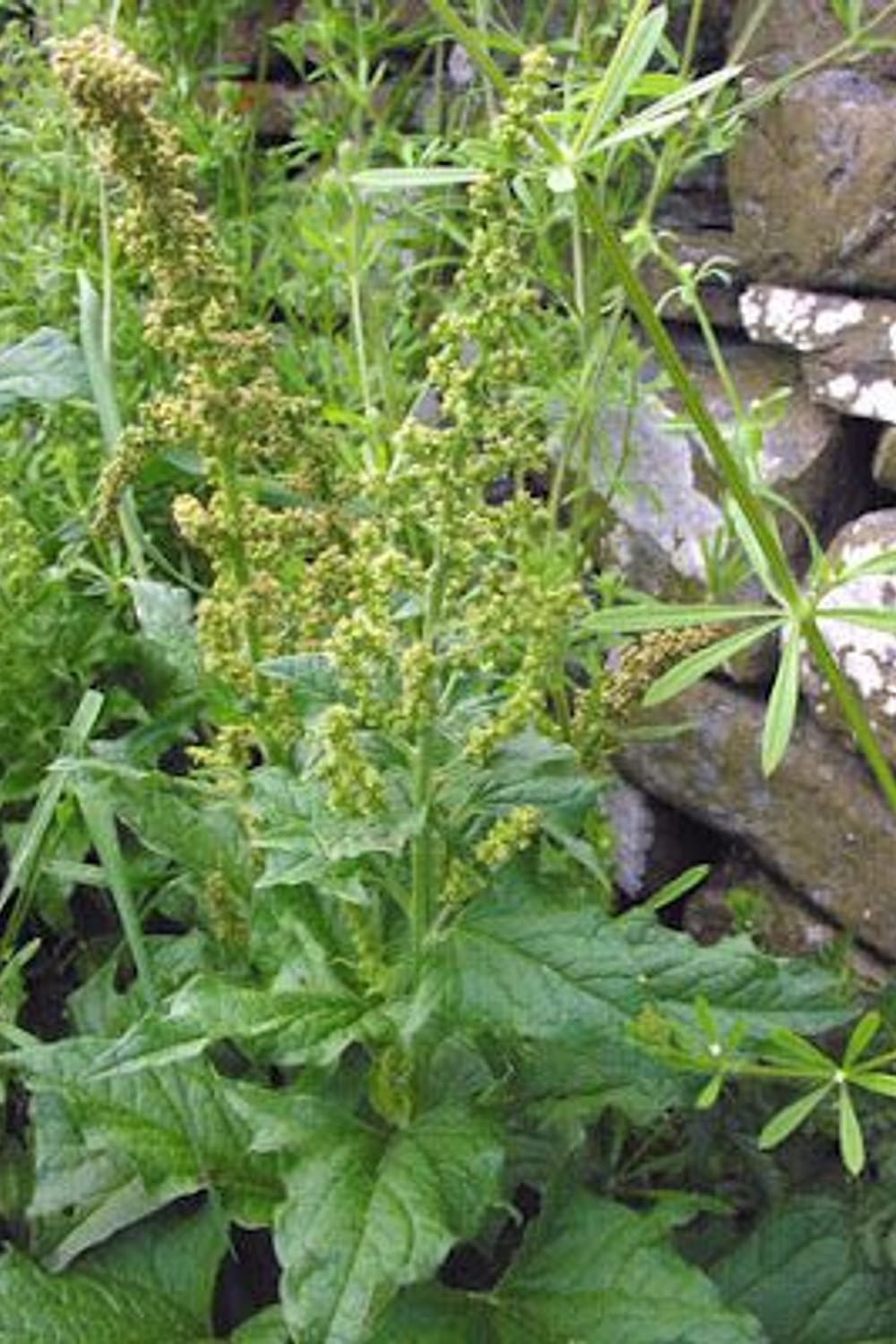 Permaculture Plants: Good King Henry