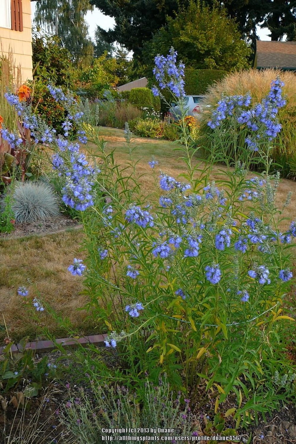 Photo of the entire plant of Blue Sage (Salvia azurea)