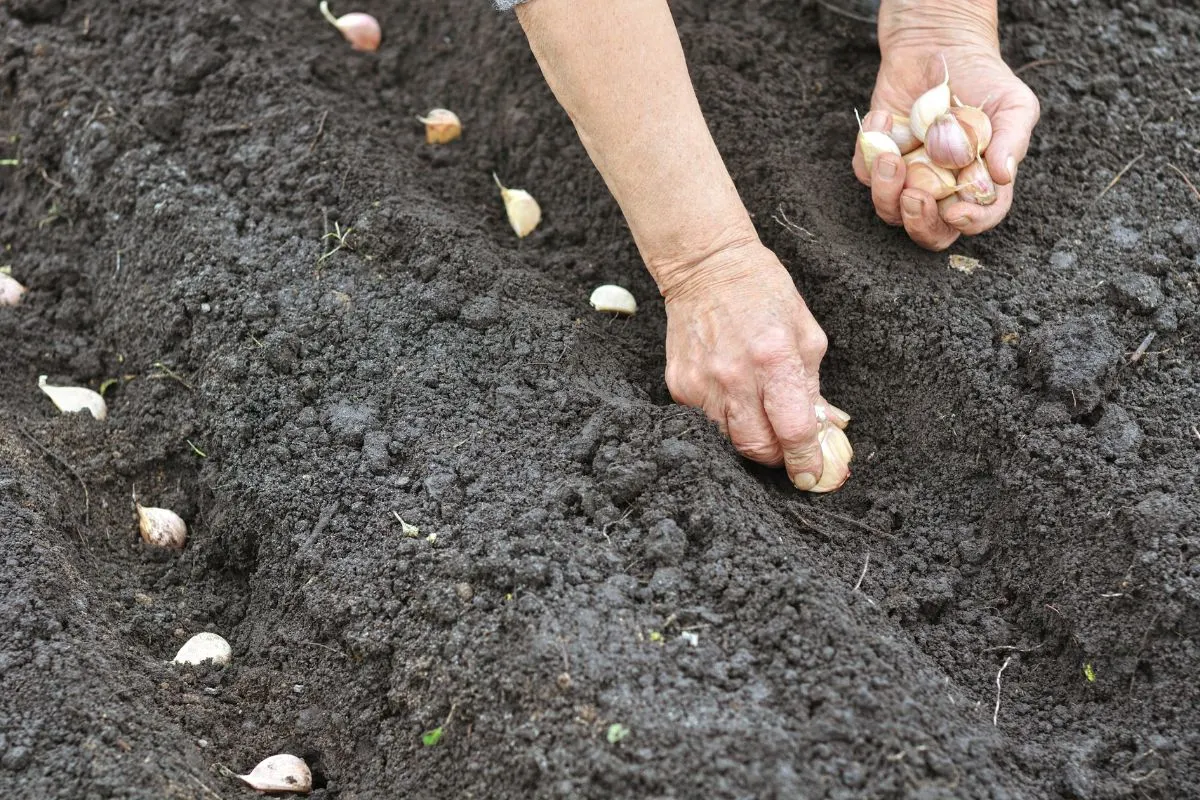 planting garlic