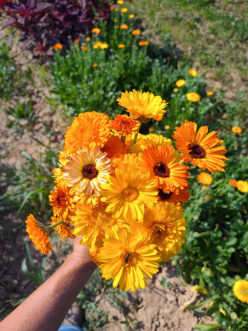 Pleasantly surprised by calendula : r/Cutflowers