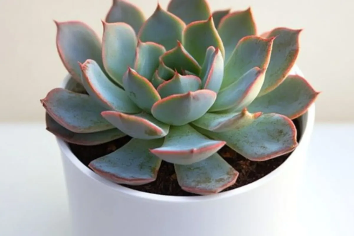 potted Echeveria