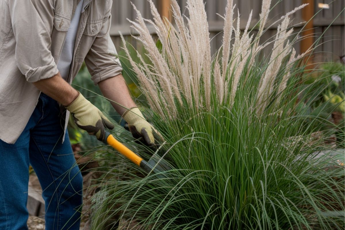 pruning Ornamental Grasses