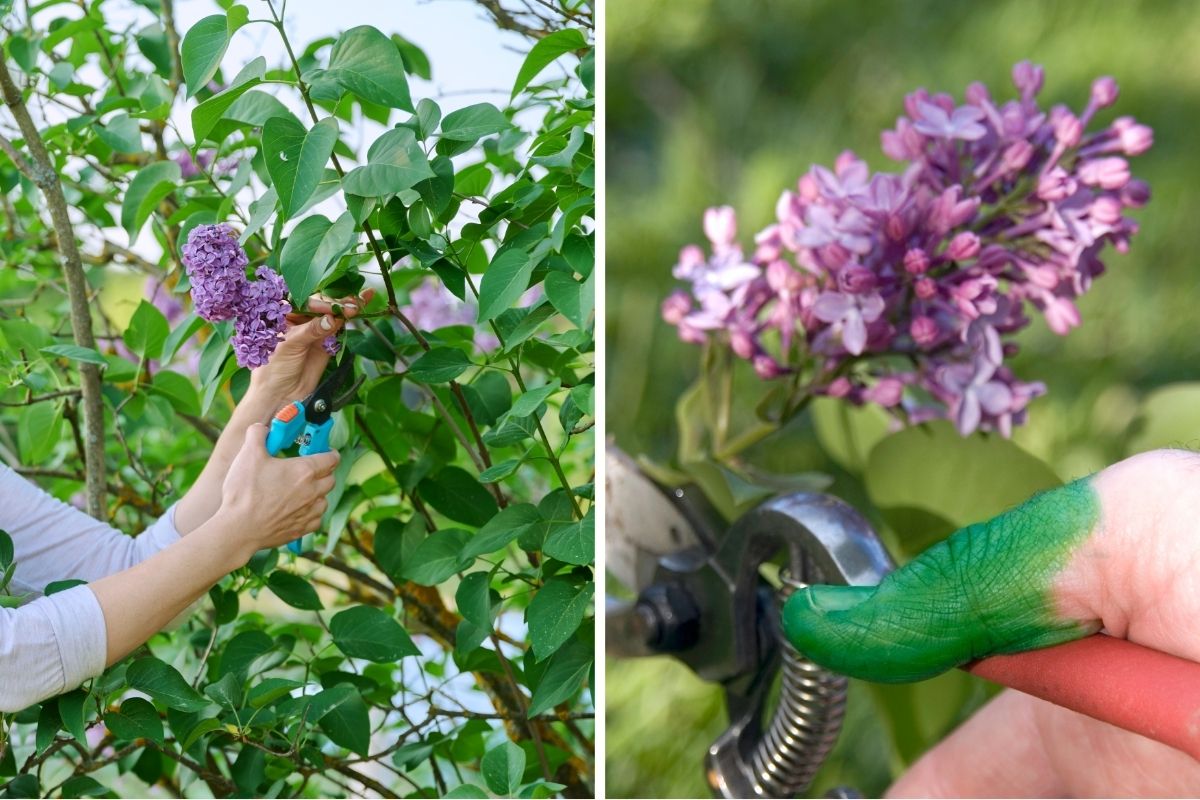 pruning lilac