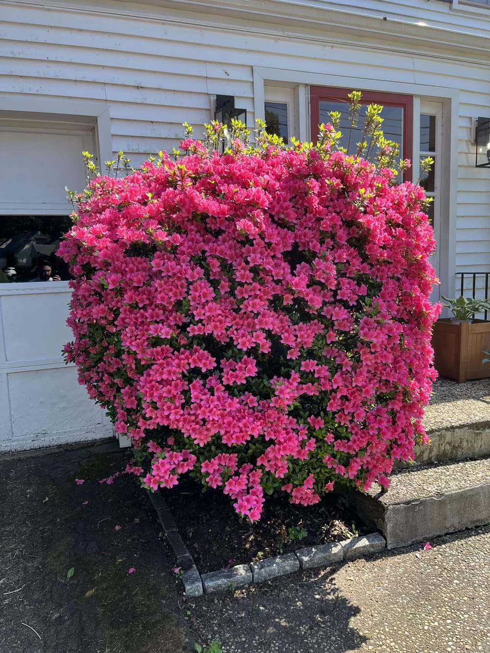 Pruning Overgrown Azalea : r/landscaping