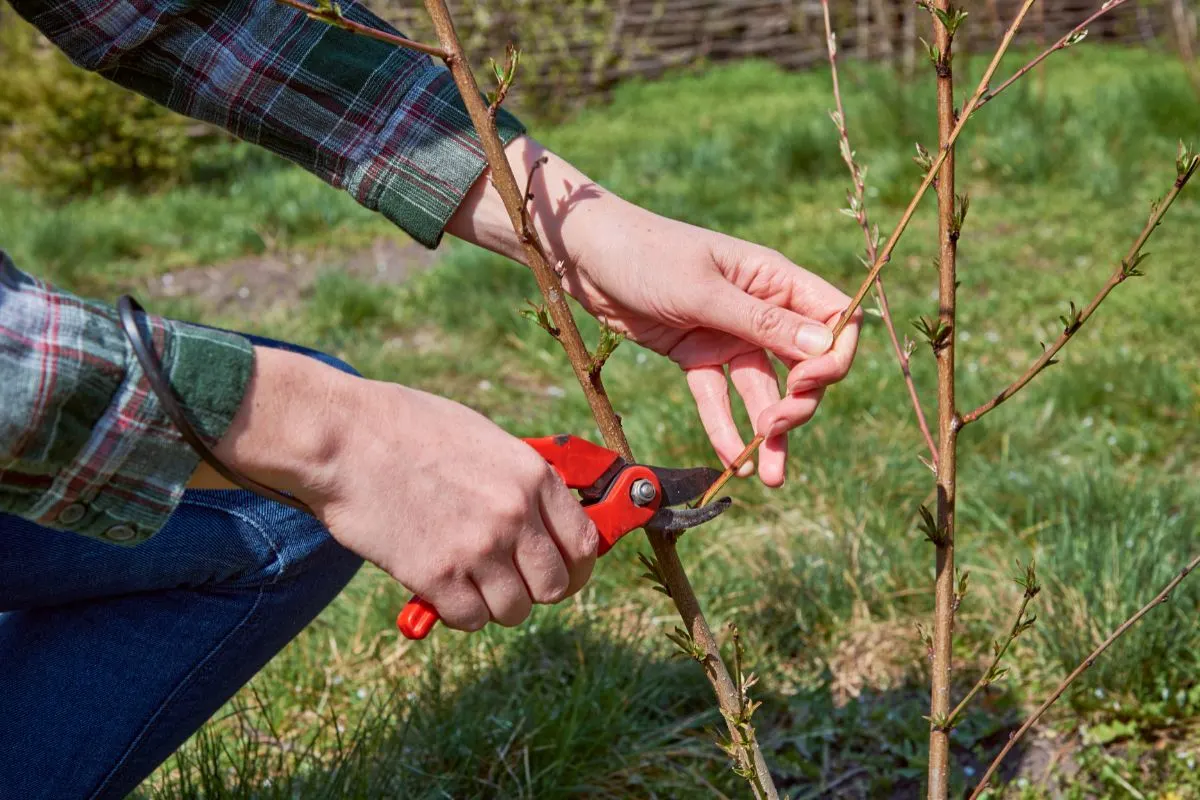 pruning plants