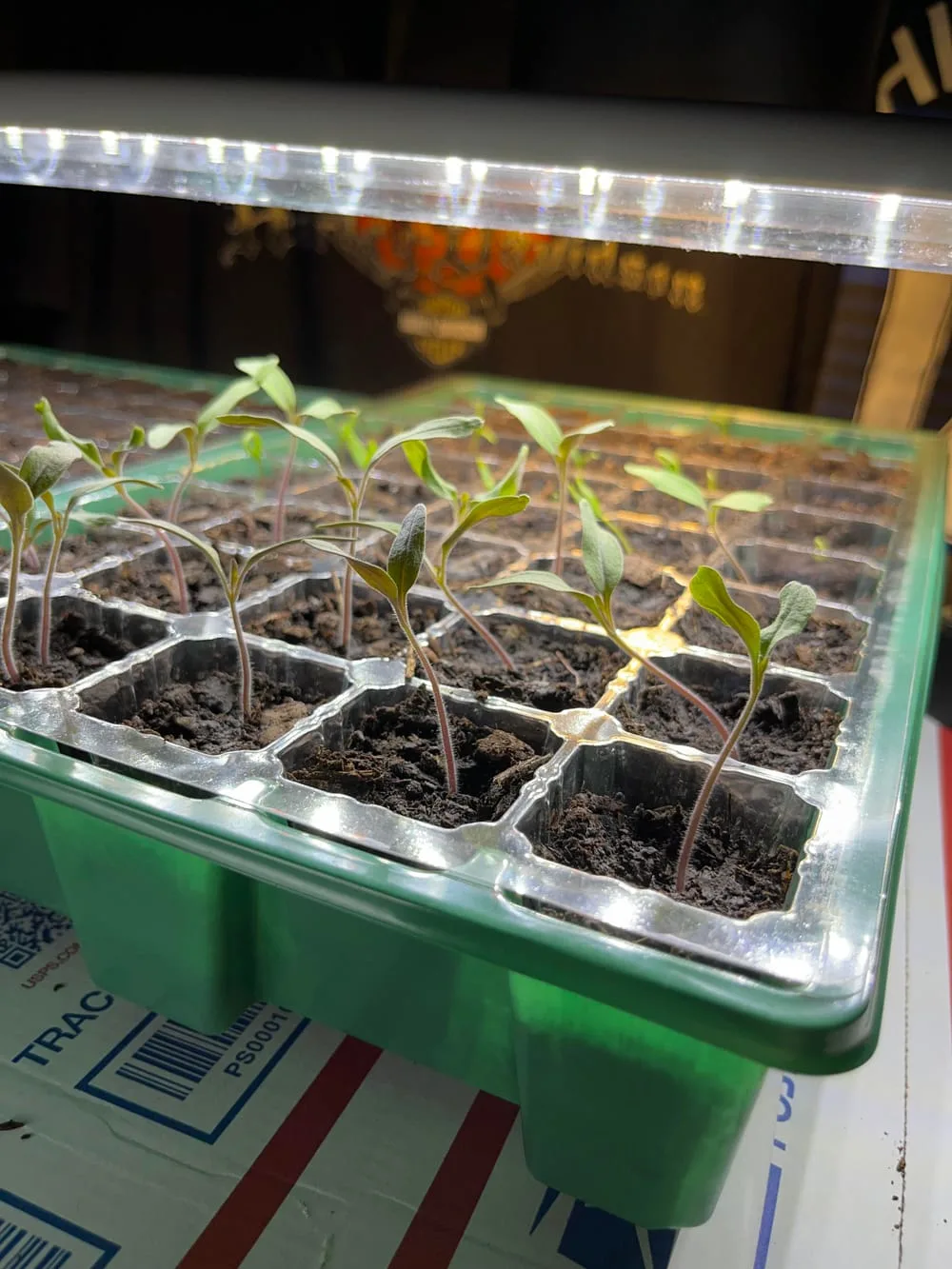 Ready for transplant? : r/vegetablegardening