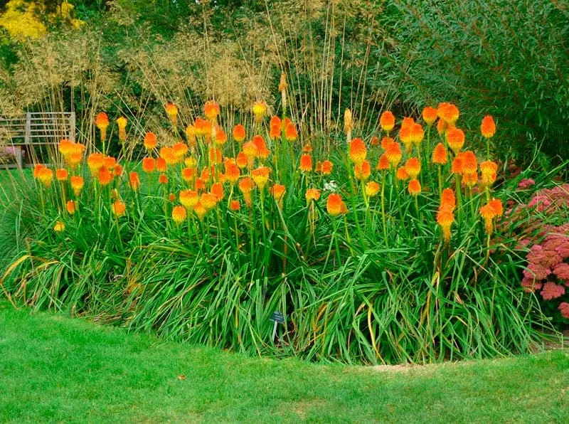 Red hot poker flower. If you look closely at the torch-shaped inflorescence of kniphofia, you will see that each individual flower resembles a miniature lily in shape. Thanks to this fact the