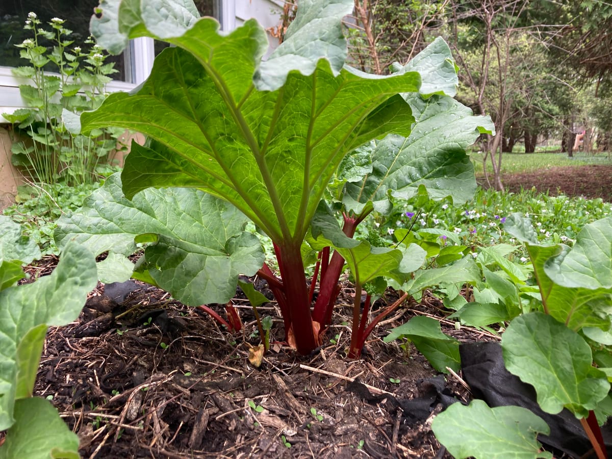 Rhubarb or Swiss chard? How can you tell? : r/whatsthisplant