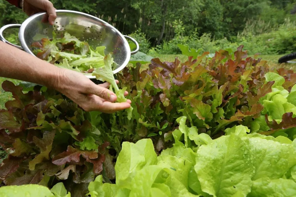 salad leaves garden