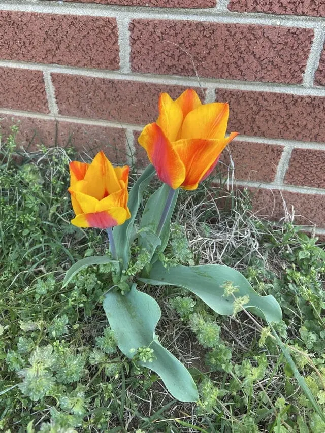 Seen this beautiful flow popping up at the corner of the house. Help  identifying is appreciated! : r/whatsthisplant