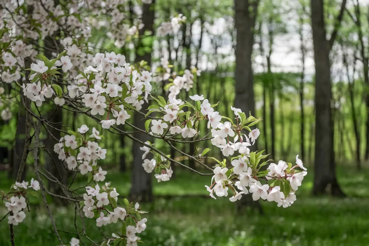 Serviceberry (Amelanchier)