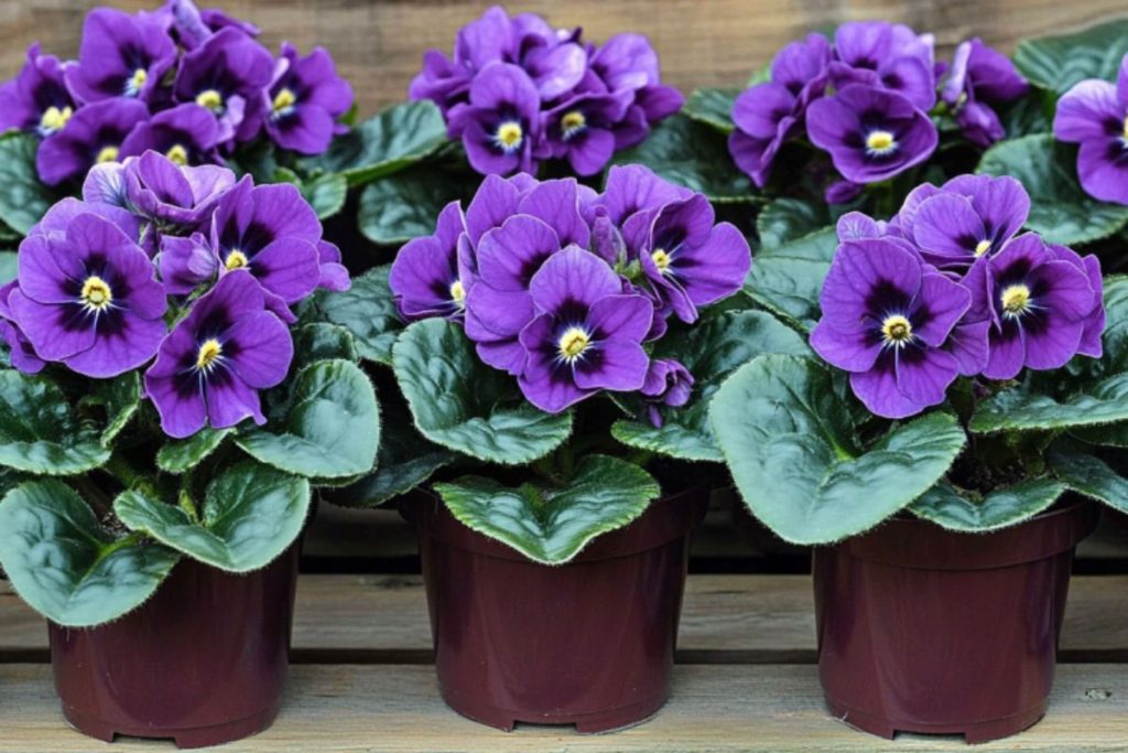 several pots of African Violets